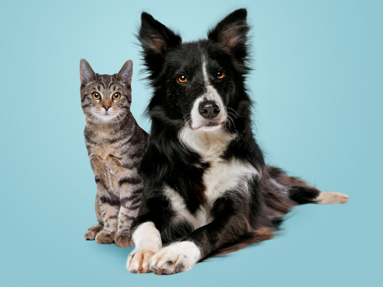 cat insurance vs dog insurance cost