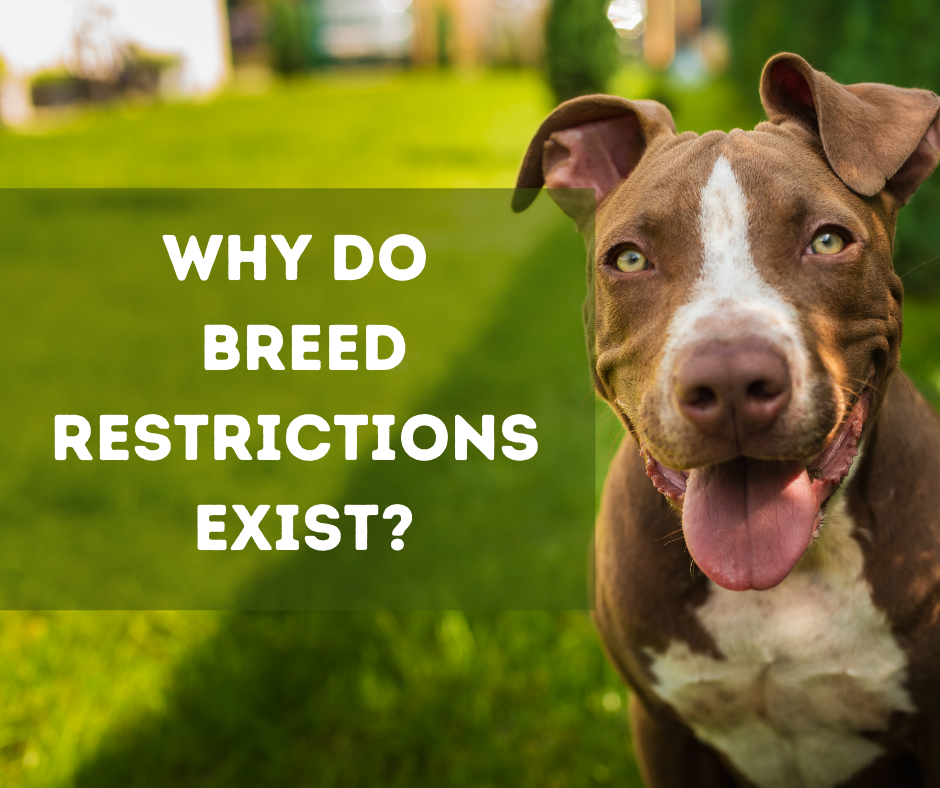 dog insurance breed restrictions