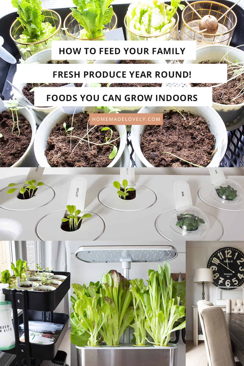 grow your own food save money