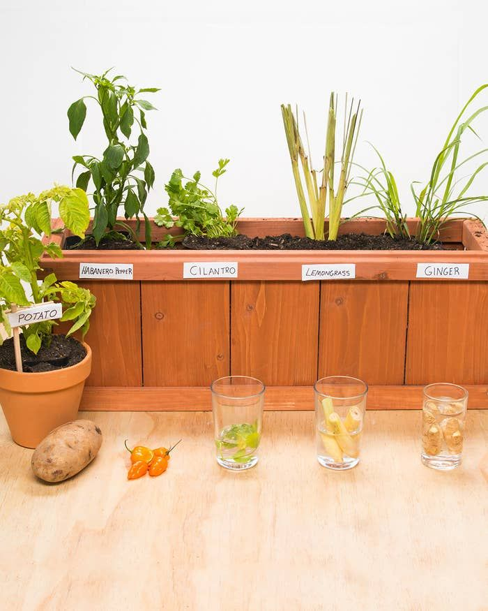 grow your own food save money