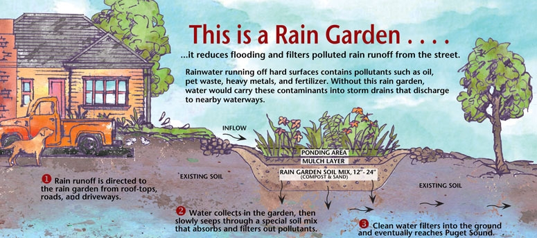 harvest rainwater save money