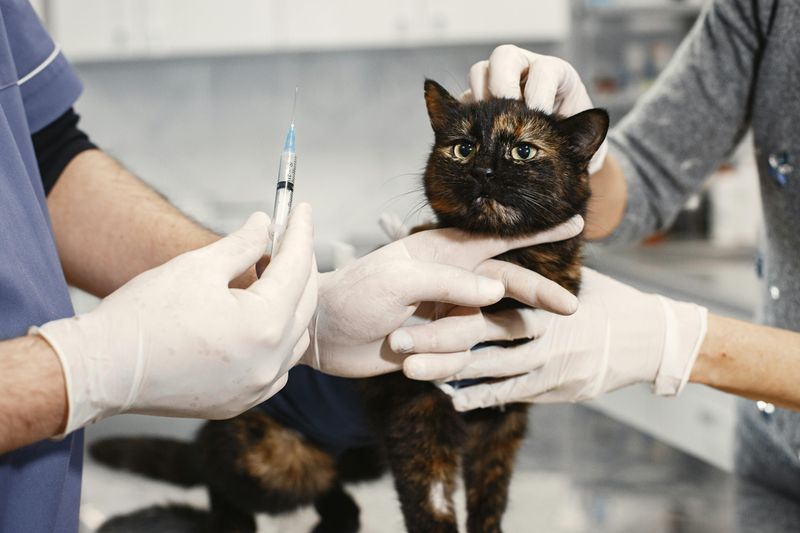 save on vet bills