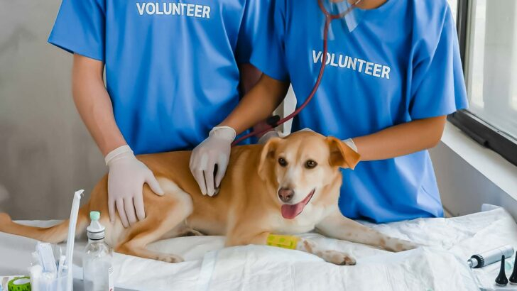 save on vet bills